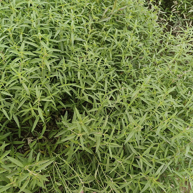 香薷
