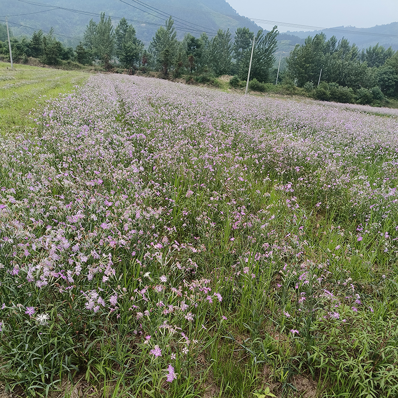 翟麦