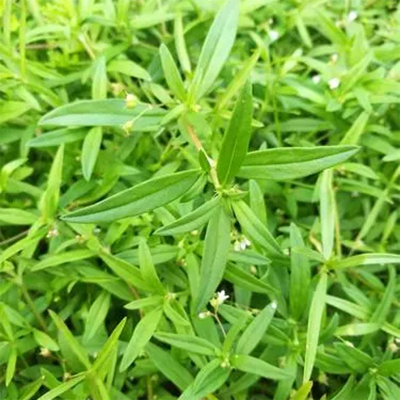 白花舌舌草